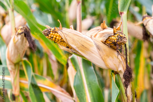 Wallpaper Mural Close-up of ripe corn on the stalk with dried husks, surrounded by a field of corn plants Torontodigital.ca