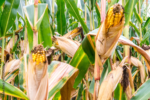 Wallpaper Mural Close-up of ripe corn on the stalk with dried husks, surrounded by a field of corn plants Torontodigital.ca