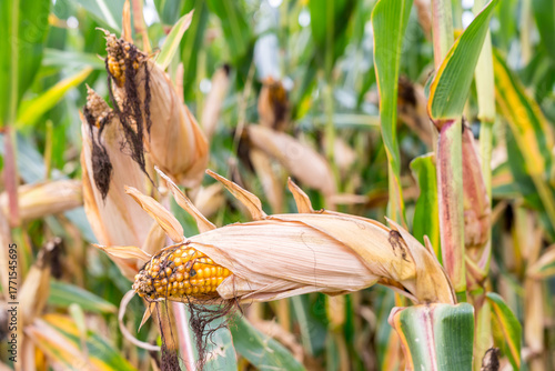 Wallpaper Mural Close-up of ripe corn on the stalk with dried husks, surrounded by a field of corn plants Torontodigital.ca