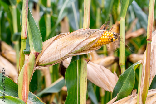 Wallpaper Mural Close-up of ripe corn on the stalk with dried husks, surrounded by a field of corn plants Torontodigital.ca