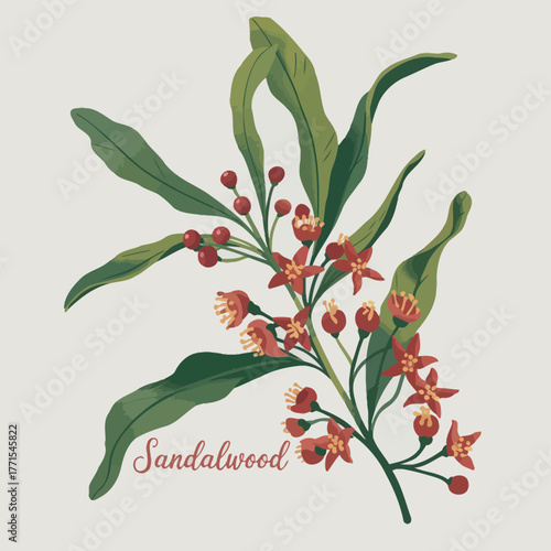 Watercolor illustration of a sandalwood branch with red flowers and green leaves