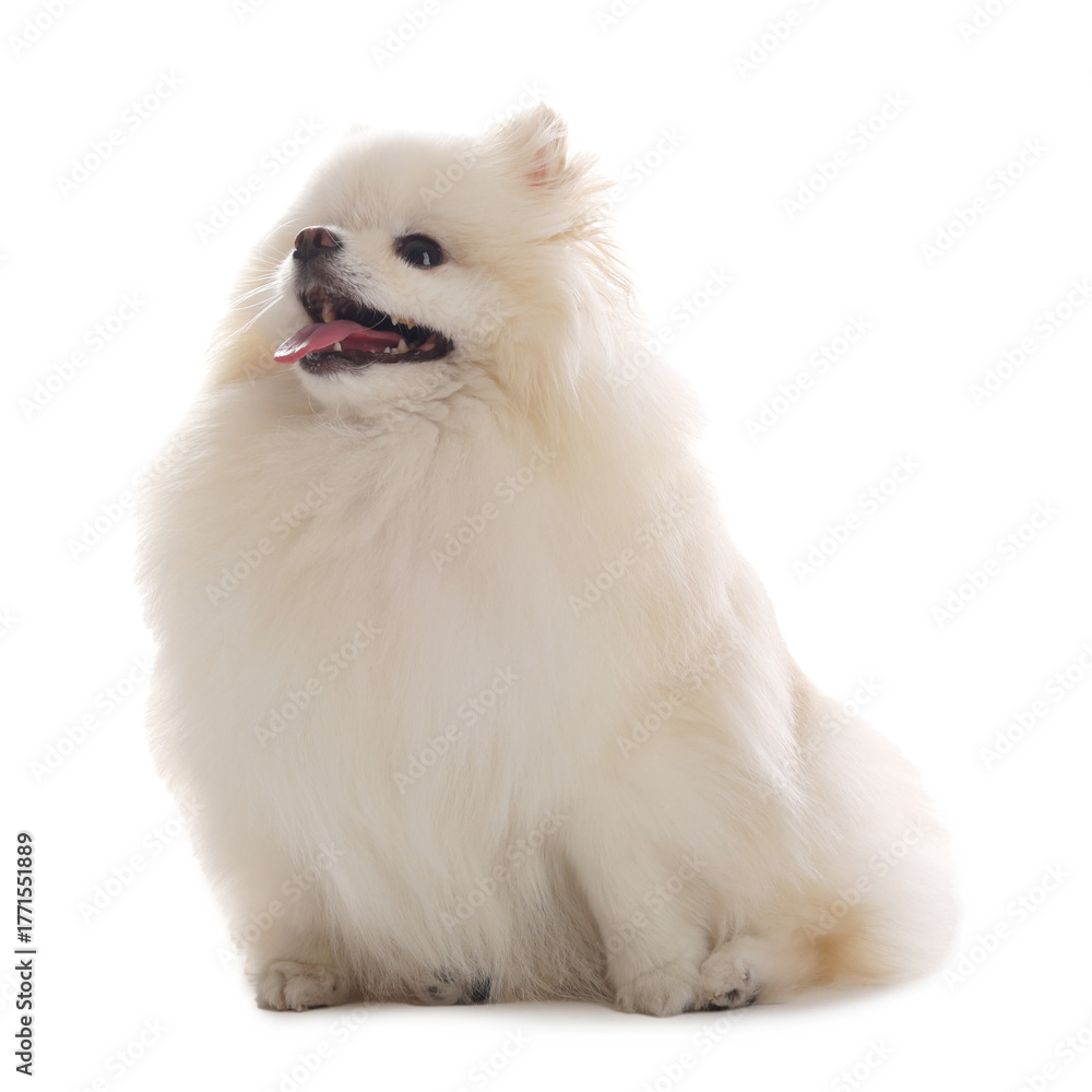 Fototapeta premium Cute fluffy Pomeranian dog on white background