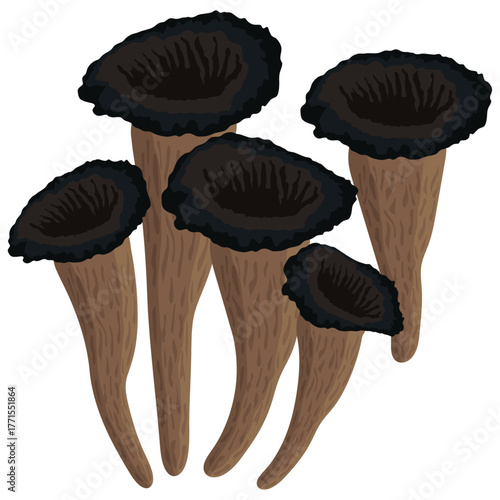 black trumpet mushroom vector drawing.