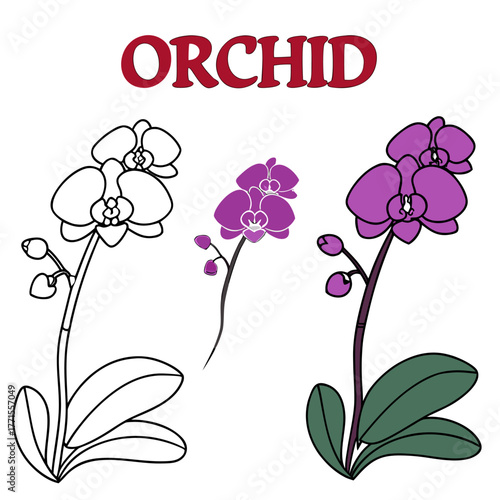 Orchid illustration featuring black outline purple and full color examples