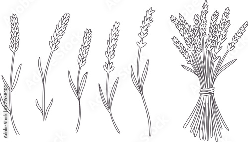 Lavender Stalks and Bunch Illustration flower plant
