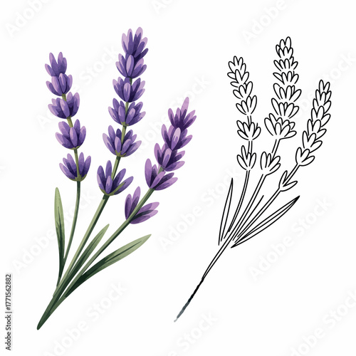 Watercolor and line art lavender flower stems isolated on white background