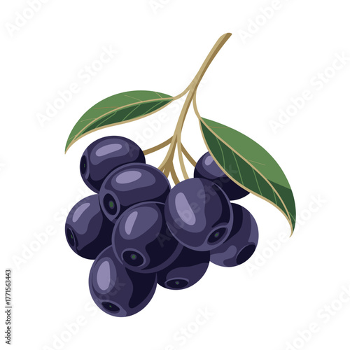 Freshly picked cluster of dark purple jamun fruits with green leaves