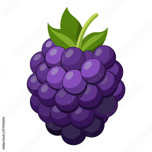 blackberry on white background