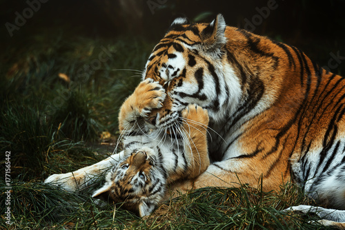 Siberian tiger (Panthera tigris altaica) detail portrait
