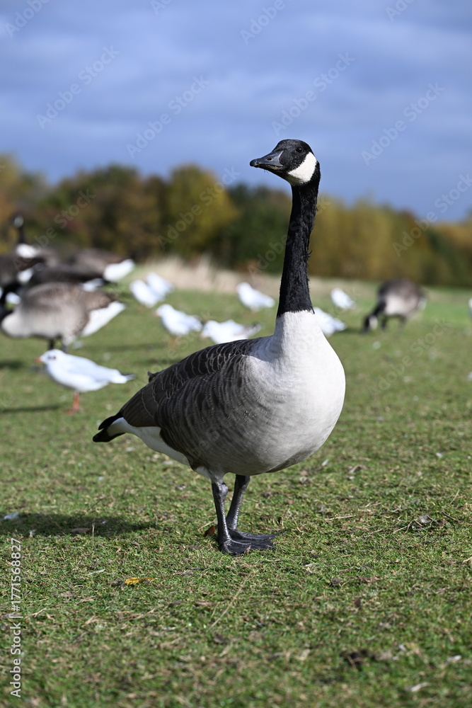 Fototapeta premium Canada goose on grass 3