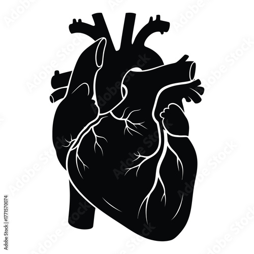 Detailed silhouette of human heart with blood vessels and arteries for medical educational and health awareness purposes silhouette