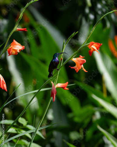 Male Loten's sunbird resting on a gladiolus flower plant in the garden