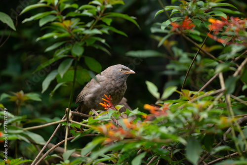 Lone Jungle babbler perched amongst lush foliage in the garden