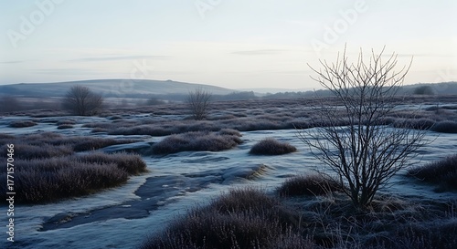 Frozen Moorland Landscape at Dawn with Frosty Vegetation.