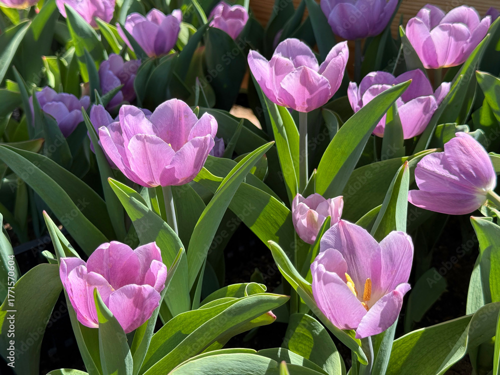 Obraz premium Spring gentle pink tulips flowers 