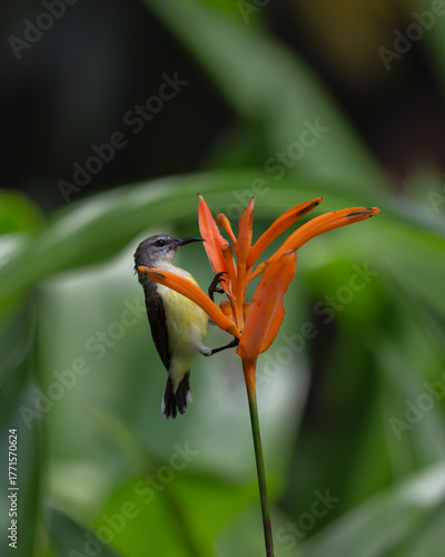 Close-up of a female Purple-rumped sunbird perched on the Flames of the forest flowers