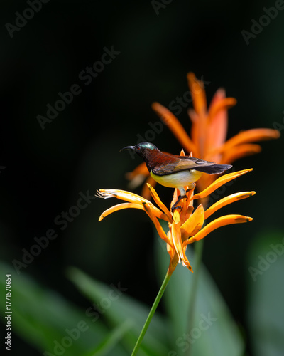 Close-up of a male Purple-rumped sunbird illuminated by a shaft of light while perched on flowers