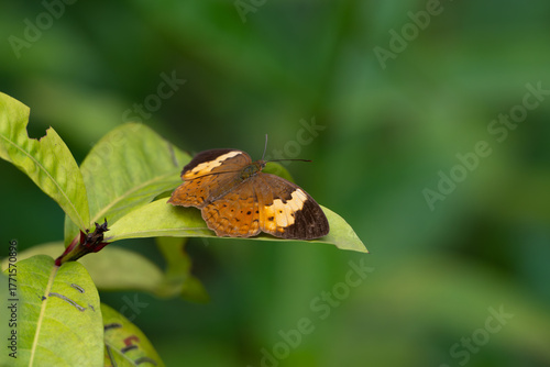 Cupha erymanthis, the rustic butterfly resting on a leaf in the garden