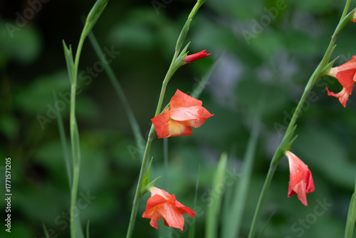 Fresh blooms of Red gladiolus flowers with water droplets
