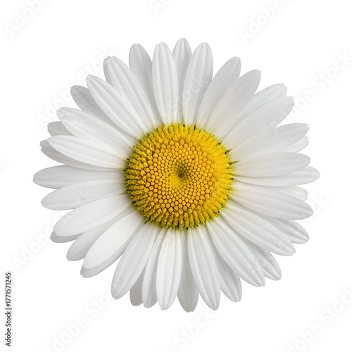 White Daisy Flower With Yellow Center Isolated On Transparent Background