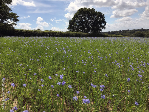 Linseed field