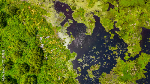 Aerial top down of Bayou Swamp wetlands summer nature scene sunny day in rural Louisiana LA