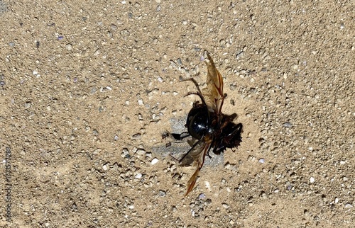 Tiny ants drag a large black bug to the entrance to their underground nest