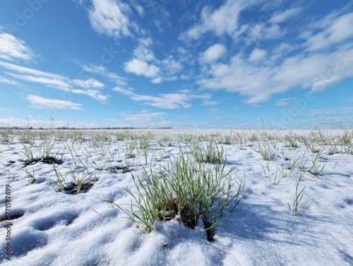 Winter landscape with green grass sprouts emerging through white snow on a field under a bright blue sky with fluffy clouds, showcasing resilience of nature in cold weather