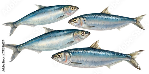 Sardines PNG Set – Realistic Small Fish Isolated on Transparent Background