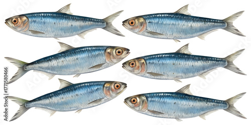 Sardines PNG Set – Realistic Small Fish Isolated on Transparent Background