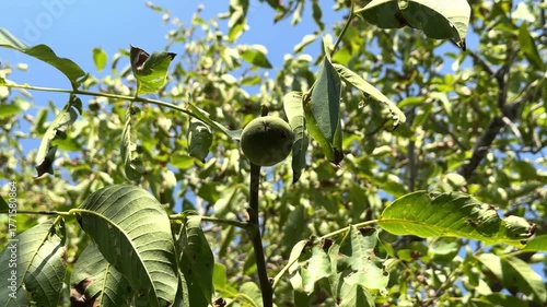 Nuts on the tree, green nuts not yet ripe, walnut tree. High quality