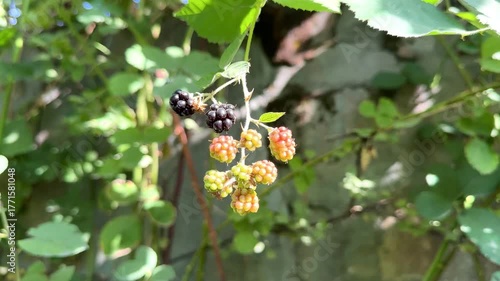 A bowl of blackberries, fruit, berry, health food. The berries are black, red and green. blackberries on a three