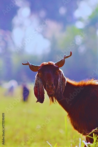 Brown bull and cow cattle grazing in the nature farm field with horns