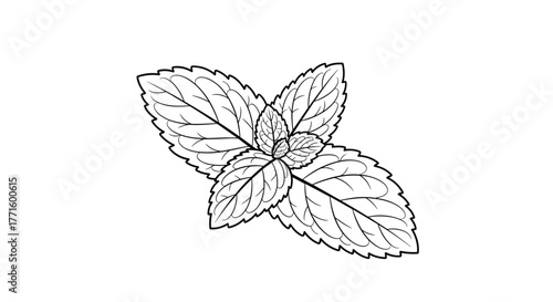 Hand-drawn black and white line art illustration of a fresh mint sprig, showcasing detailed leaves with prominent veins and serrated edges.