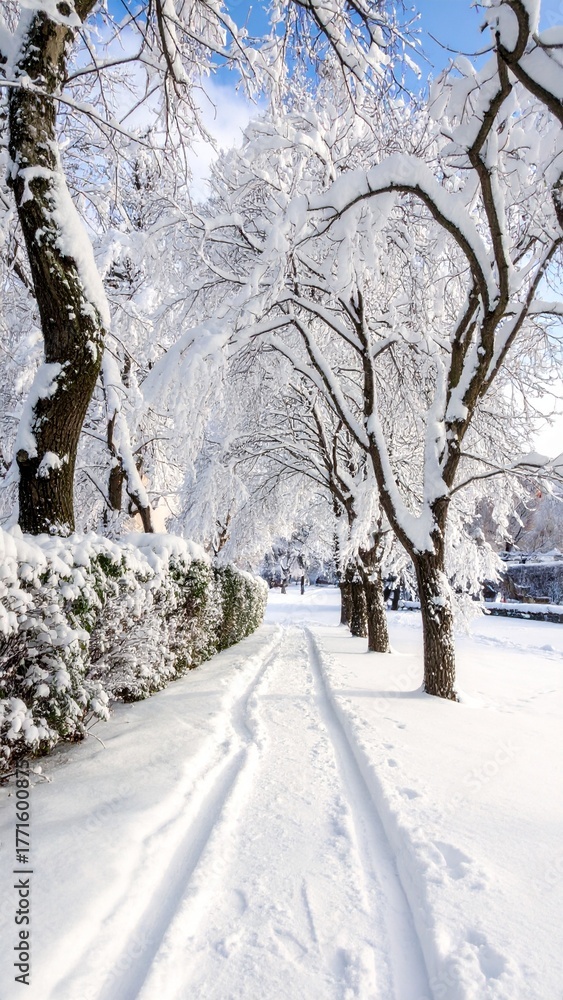 Fototapeta premium Sunlit winter path with snow covered trees and blue sky.