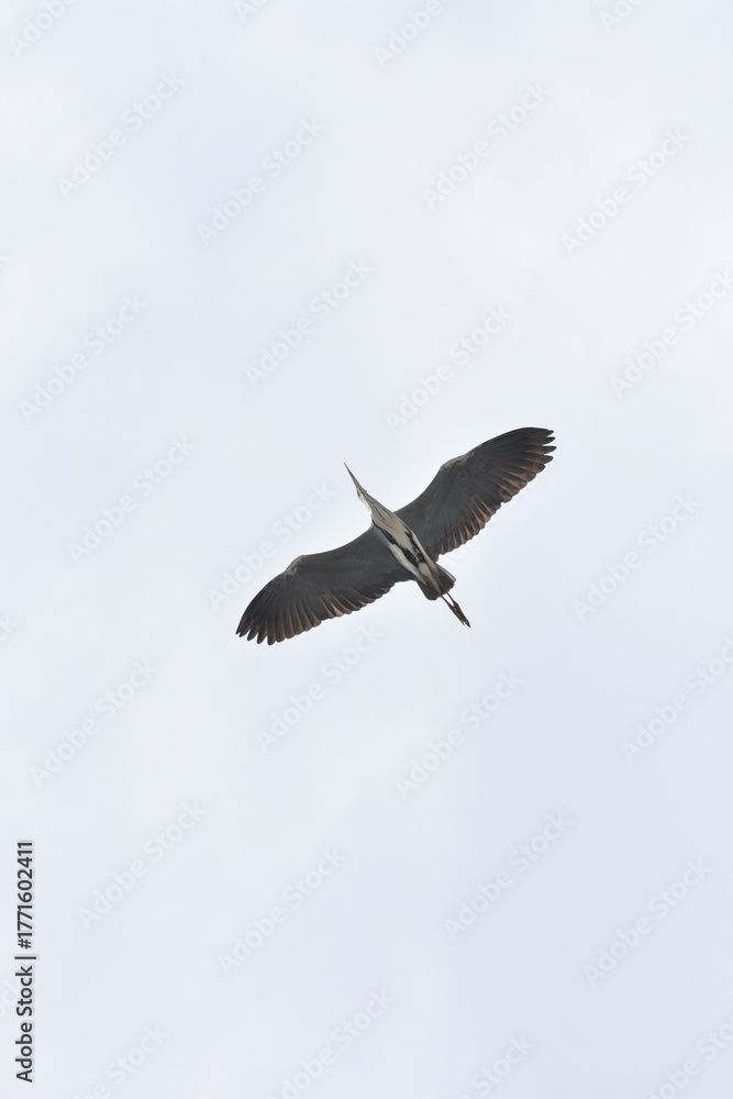 Obraz premium 青鷺