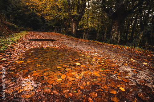 Charcos otoñales en el camino 
