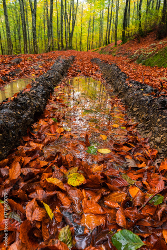 Reflejos de otoño a ras de suelo