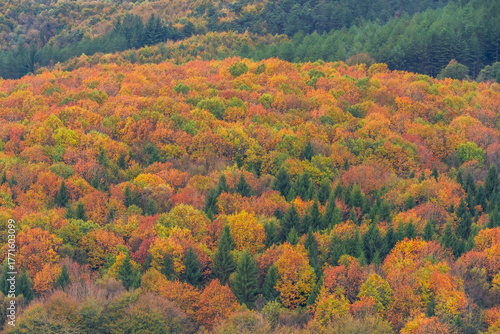 Colores de otoño sobre el bosque de Urkiola, Pais Vasco