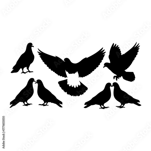 pigeons on a white background