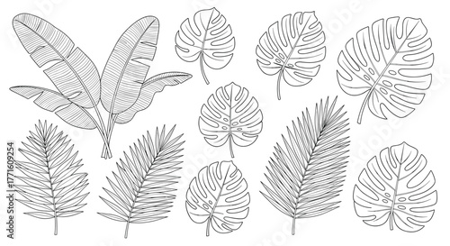 Detailed black and white line art collection of exotic tropical leaves, featuring monstera, palm fronds, and banana foliage, isolated on white.