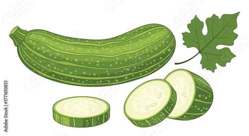 Detailed vector illustration featuring a fresh whole green zucchini, several circular slices, and a vibrant green plant leaf.