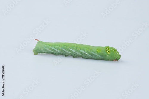 Large green worm isolated on white background, Leaf-eating pests