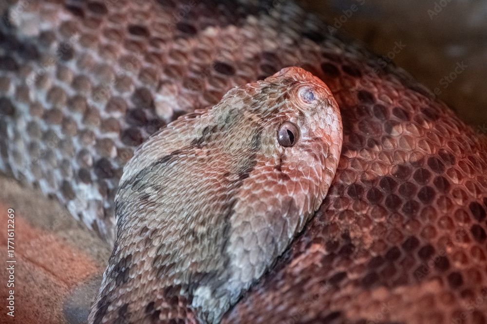 Naklejka premium Le python