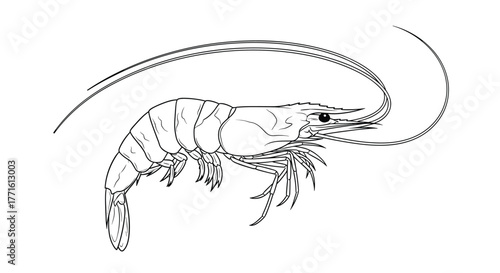 Detailed black and white line art illustration of a single shrimp in profile, showing its segmented body, multiple legs, and long, graceful antennae.