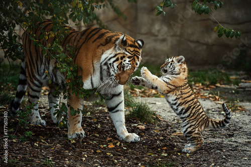 Siberian tiger (Panthera tigris altaica) detail portrait