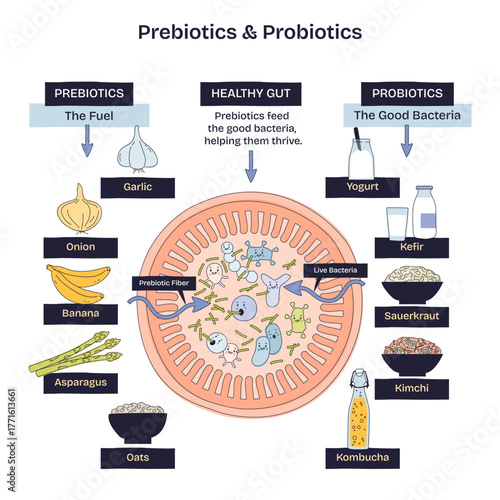 Prebiotics and probiotics brief diagram showing a healthy gut where prebiotic fiber feeds live bacteria, key items, gut, yogurt, garlic. Doodle style diagram