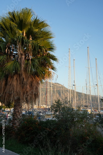 palm trees in the city