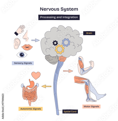 Nervous system processing illustrated, brain integrates sensory input through spinal cord, sending motor-autonomic outputs, key objects, brain, spinal cord, muscles. Doodle style diagram