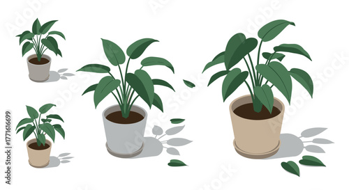 Minimalistic isometric potted plants on white background with shadows